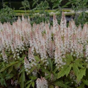 Tiarella 'Pink Skyrocket'PBR ---